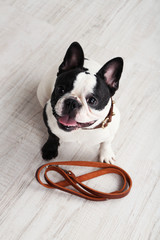 Wall Mural - Cute French bulldog with leash in room