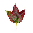 Herbstblatt rot