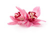 Pink Cymbidium orchids