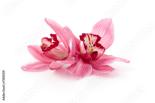 Fototapeta na wymiar Pink Cymbidium orchids