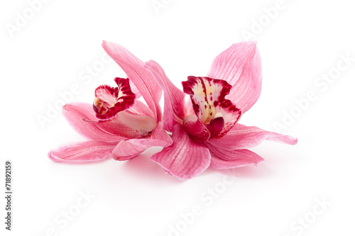 rozowe-storczyki-cymbidium