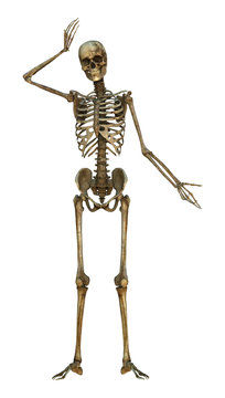 Human Skeleton