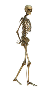 Human Skeleton