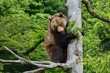 Braunbär (ursus arctos) klettert auf einen Baum.