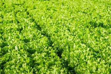 Sticker - Endive plants in the field from close