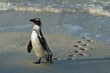 African penguin (spheniscus demersus) with footprint on sand.