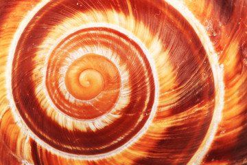 snail shell background