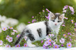 Motley kitten standing on  background of flowers