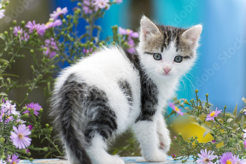 Пестрый котенок фото Motley kitten standing on background of flowers - Buy this stock photo and explo