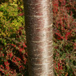 Prunus serrulata Kanzan - tree trunk