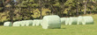 The row of white plastic wrapped silage on green farm in harvest
