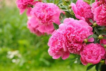 Wall Mural - Blooming Peony Bush with Pink Flowers in the Garden