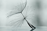 Fototapeta Dmuchawce - Wet dandelion on white, shiny surface with small droplets 