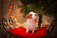 Dog Jack Russell Terrier. Puppy. Christmas, Holiday, Christmas