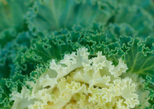 Ornamental Cabbage Detail