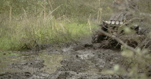 A 4x4 Offroad Vehicle Splunging On The Mud