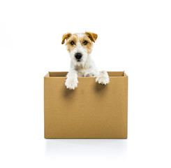 Young dog inside a cardboard box isolated