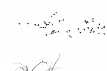 Flock Of Ducks Silhouetted Against A White Background
