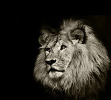 Fototapeta Sawanna - strong lion