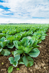 Cabbage field