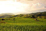 Fototapeta Zachód słońca - Rice Fields Landscape at Sunset