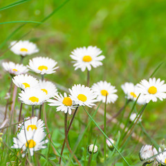 Fotomurales - Gänseblümchen, Bellis perennis, Frühlingsblumen