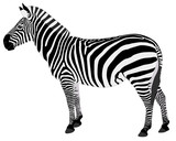 Fototapeta Zebra - detailed illustration of zebra - vector