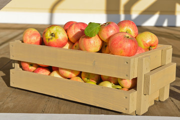 Wall Mural - fresh apples