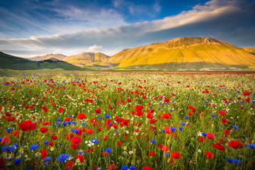 Wall Mural - Castelluccio di Norcia