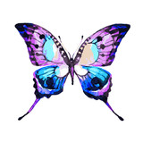 Fototapeta Motyle - butterflies design