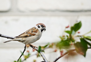 sparrow builds a nest