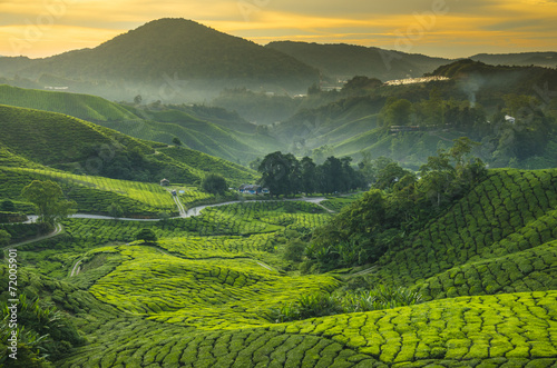 Fotomural Tea plantation Cameron highlands, Malaysia