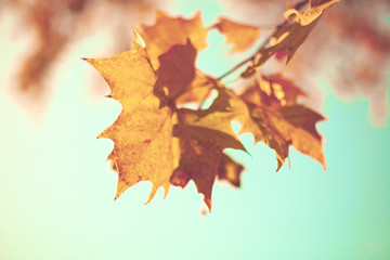 Wall Mural - Golden autumn leafs in a tree