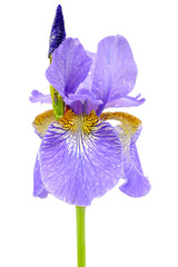 Wall Mural - Iris Flower with Dew Drops Isolated on White Background