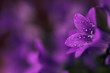 Wet purple flower