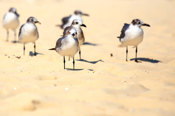 Wall Mural - Group of seagulls