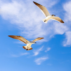 Poster - Flying seagulls