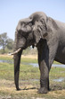 African elephant taking a bath in a a river