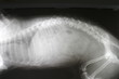 Spondylopathia - deformity of lumbar spine by dog
