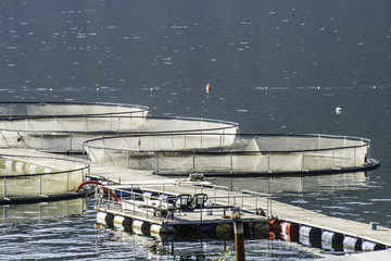 Cages for fish farming