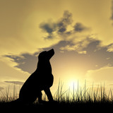 Fototapeta Tęcza - Dog silhouette in grass at sunset