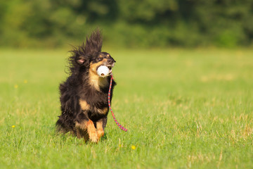 Poster - Hund in Action