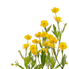 Wall Mural - yellow buttercup flowers bunch on white