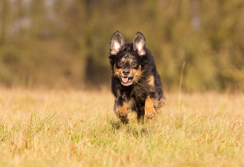 Poster - Hund in Action