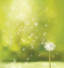 Wall Mural - vector spring background with white dandelion.