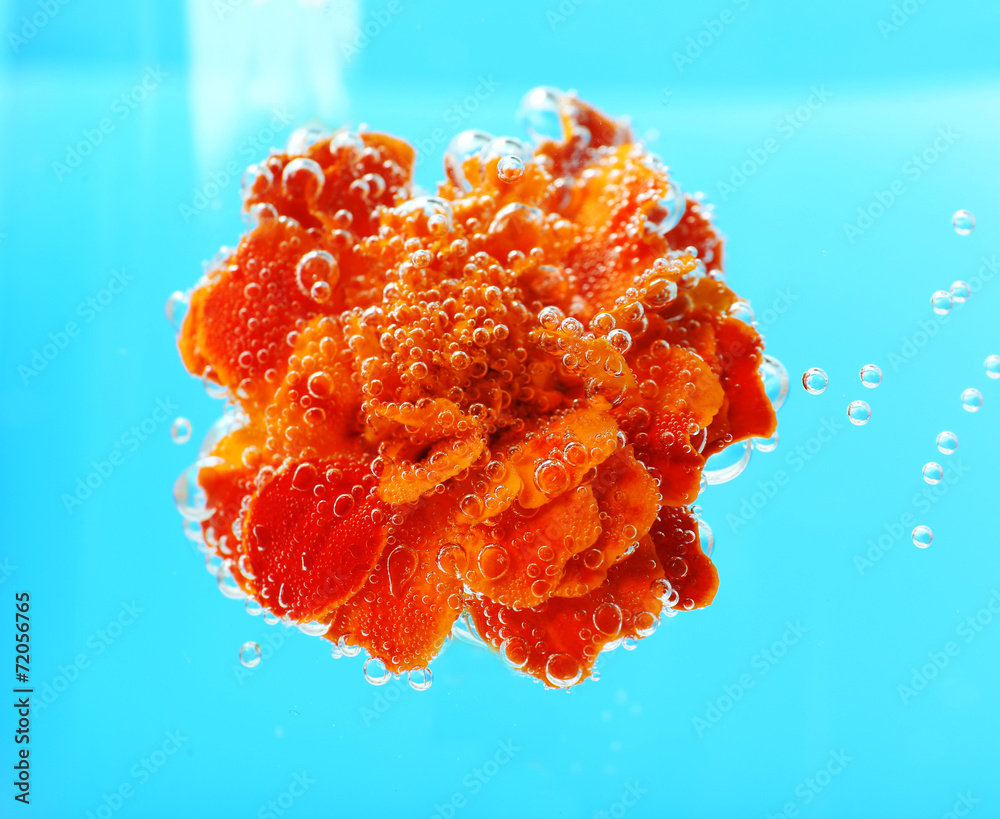 Beautiful flower in sparkling water on blue background,