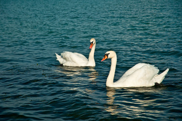 Wall Mural - Swan on lake Balaton