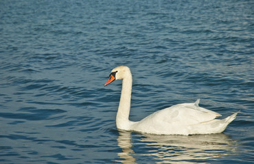 Wall Mural - Swan on lake Balaton