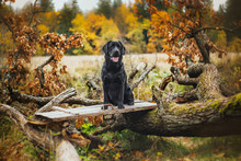 Black Labrador Autumn In Nature, Vintage