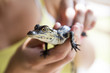 Baby alligator being held, Everglades in Florida.